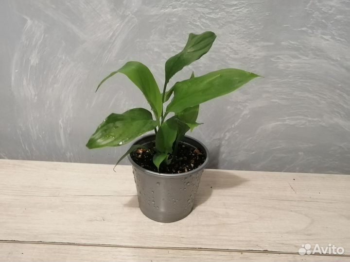 Спатифиллум