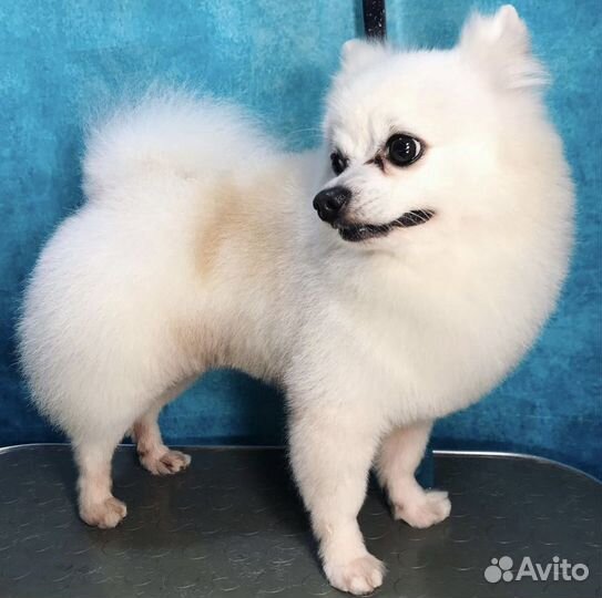 Вязка,немецкий шпиц