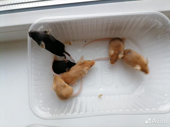 Декоративные мышата Сплешед