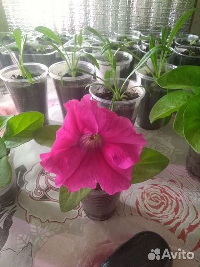 Продам рассаду петуний и перца ц 45р и30р