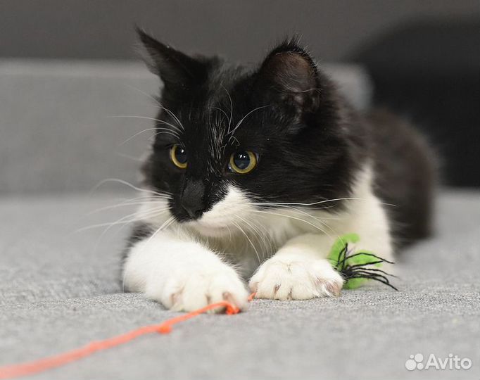 Два котенка ищут дом