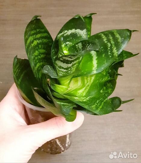 Сансевиерия