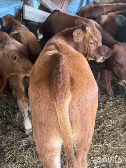 Бычки от 5 до 10 месяцев