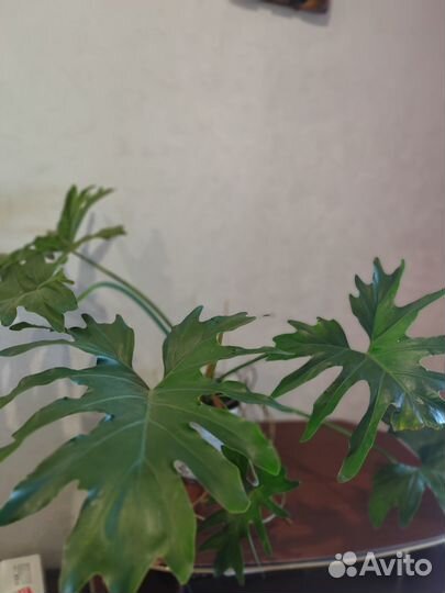 Филодендрон