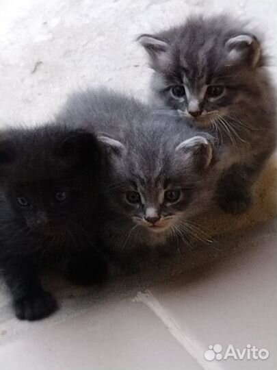 Котята в добрые руки даром