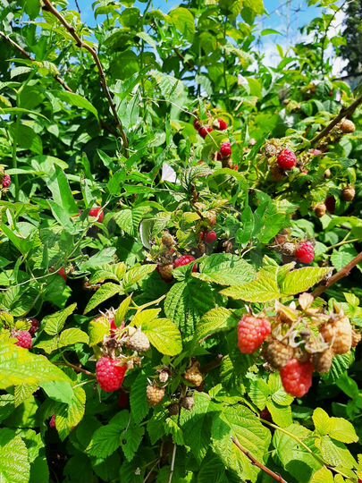 Дача 50 м² на участке 11,5 сот.