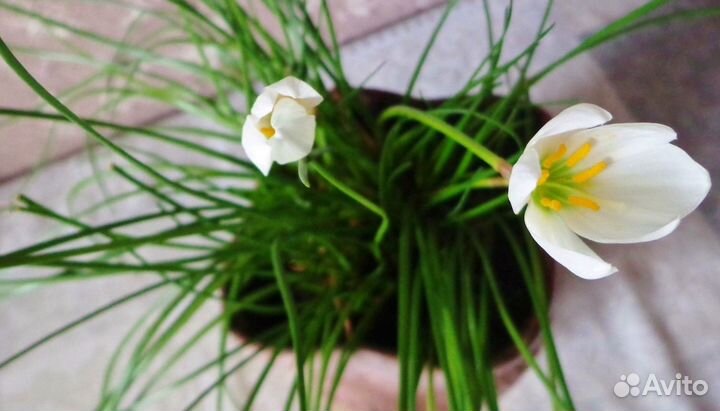 Зефирантес