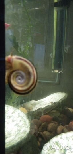 Улитка Мариза