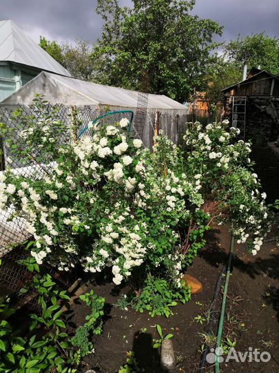 Спирея Вангутта, серая