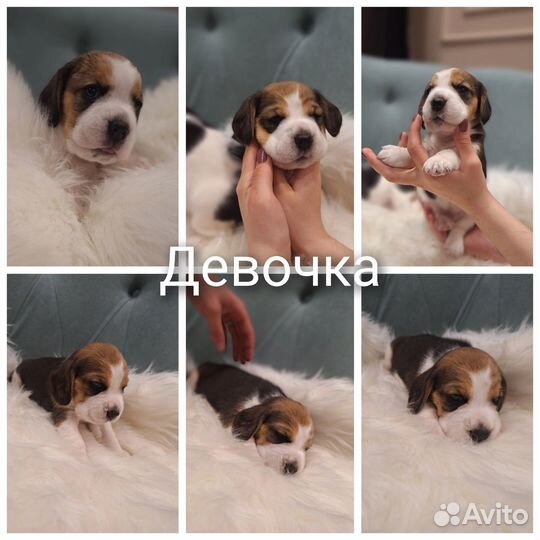 Щенки бигль