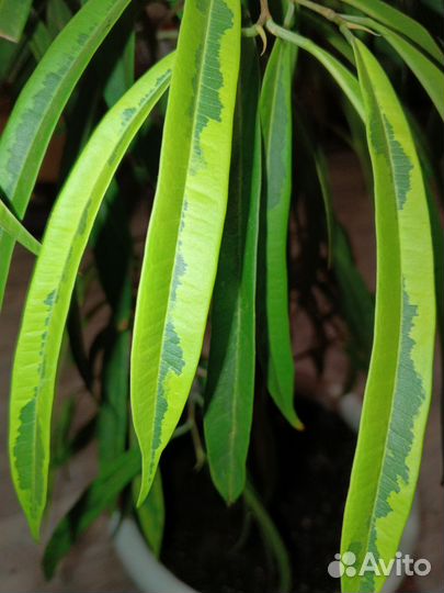 Фикус бенджамина