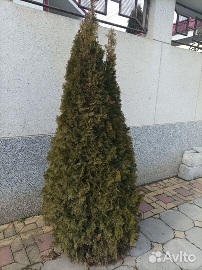 Туи смарагд