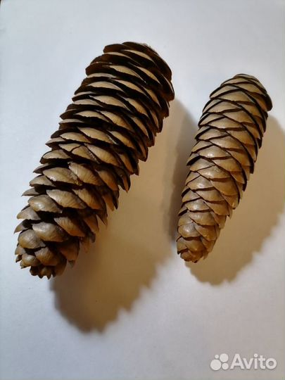 Шишки еловые, сосновые