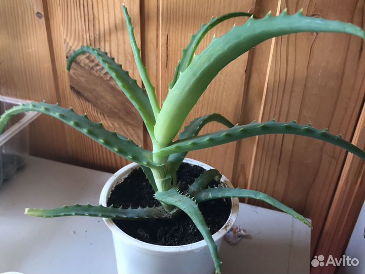 Алоэ(столетник),декабрист,антуриум,золотой ус н