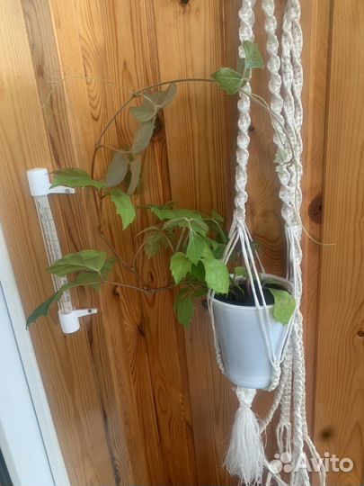 Циссус березка