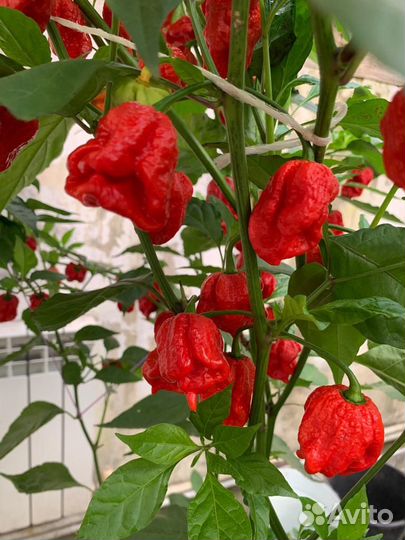 Перец острый Hot pepper Carolina riper