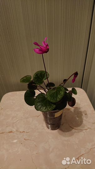 Цикламен европейский