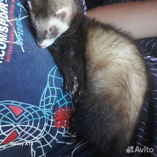 Домашний хорек