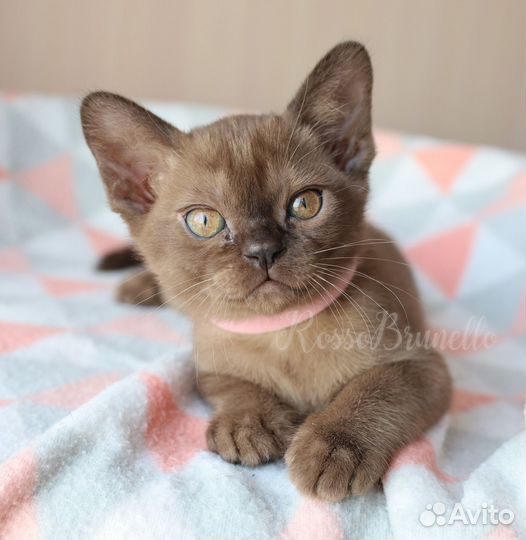 Бурманские котята wcf