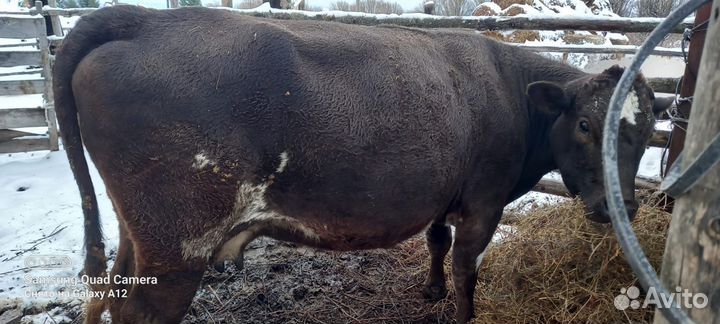 Корова дойная