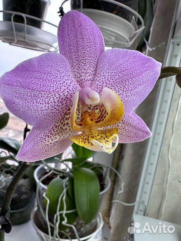 Орхидея фаленопсис Бьюмонд