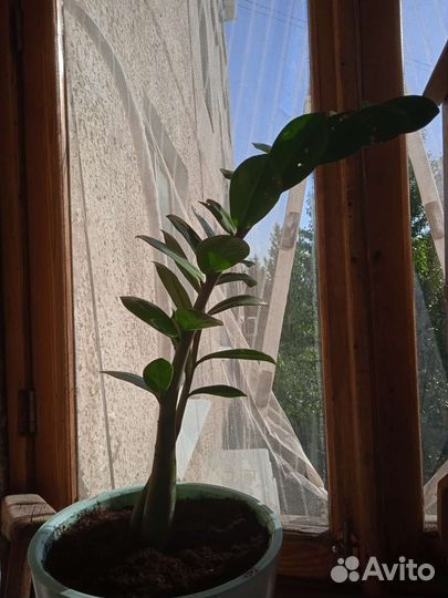 Замиокулькас