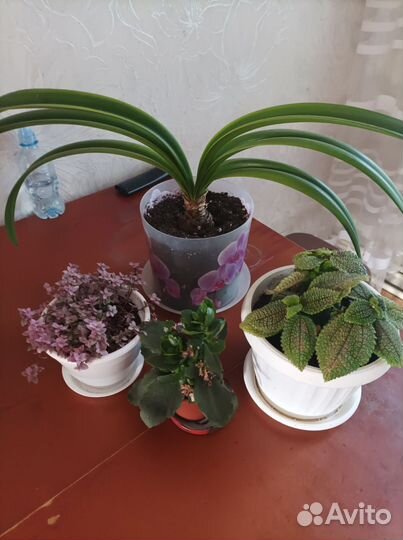 Комнатные цветы