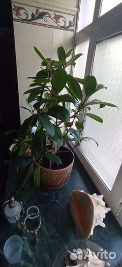 Фикусы и кротоны