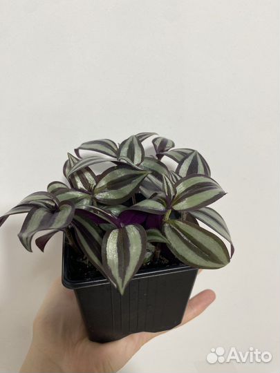 Традесканция зебрина