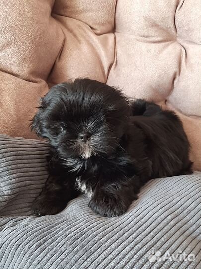 Шитцу мальчики