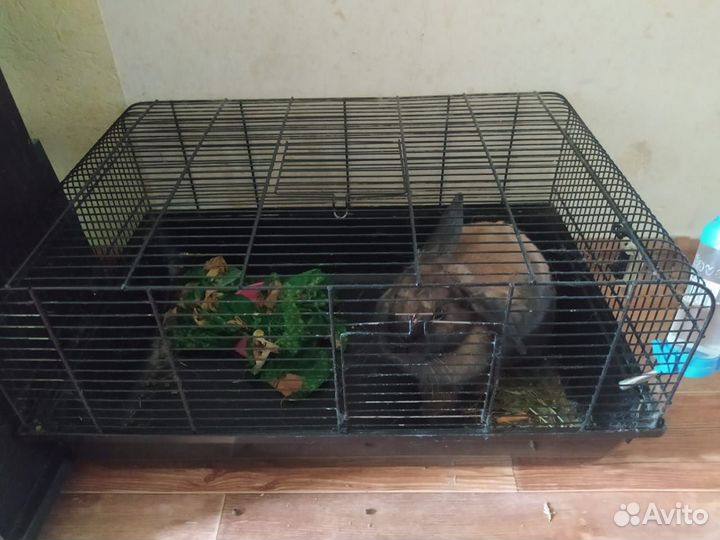 Кролик декоративный