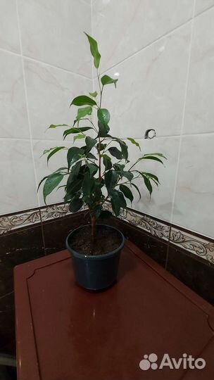 Фикус бенджамина