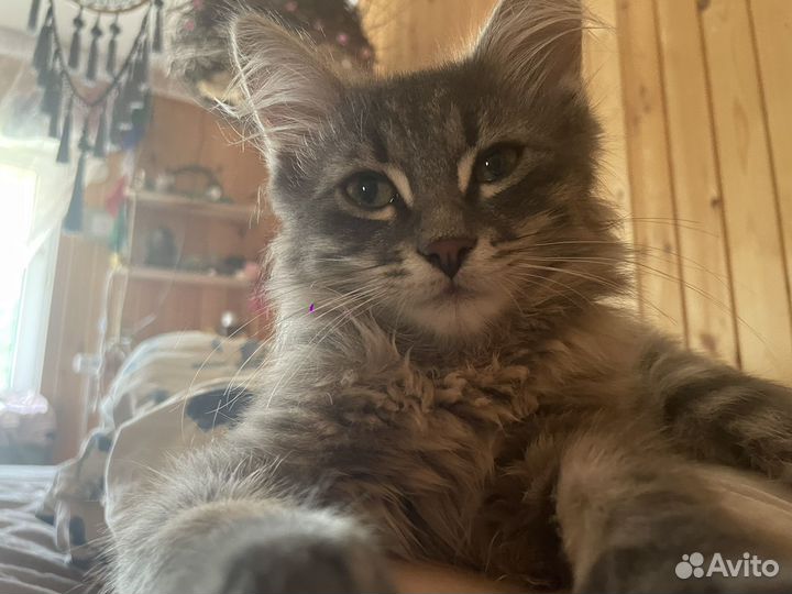 Котик в добрые руки