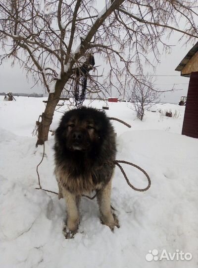 Кавказец вязка