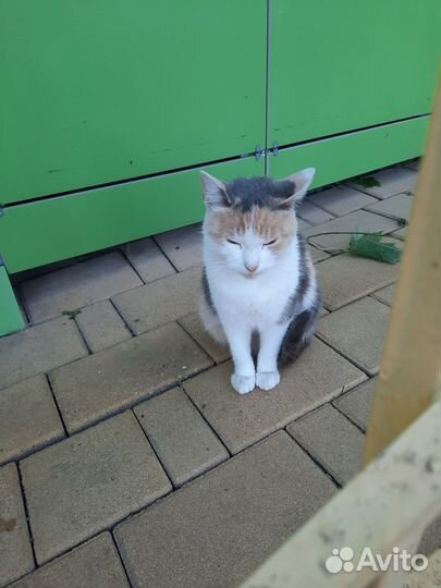 Котенок ищет дом