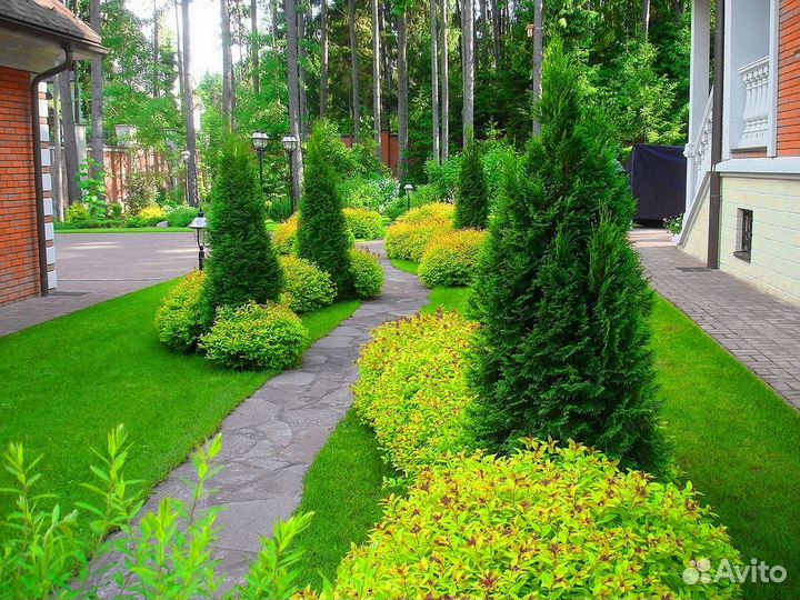 Туи вип класса