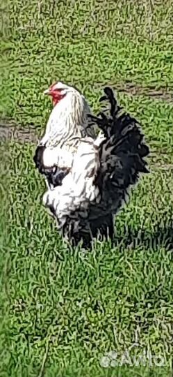 Петух брама