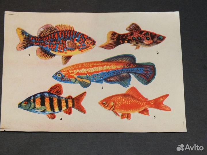 Переводные картинки