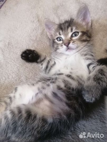 Котёнок девочка в дар