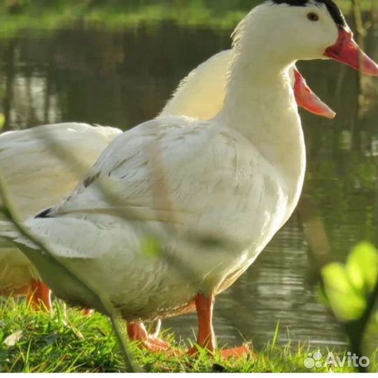 Тушка утки мулард