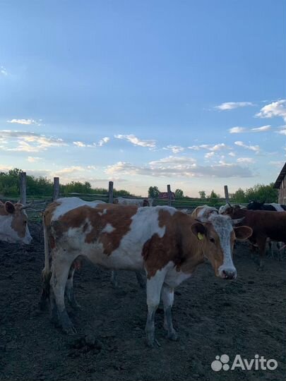 Коровы телки бычки