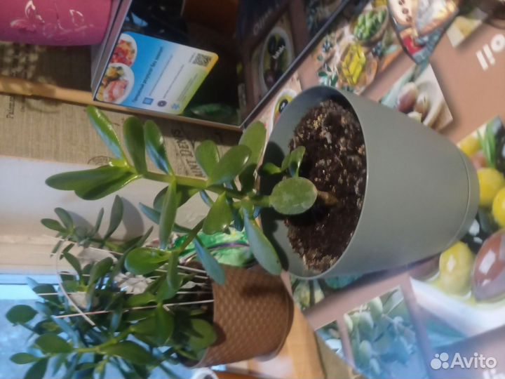 Герань пеларгония