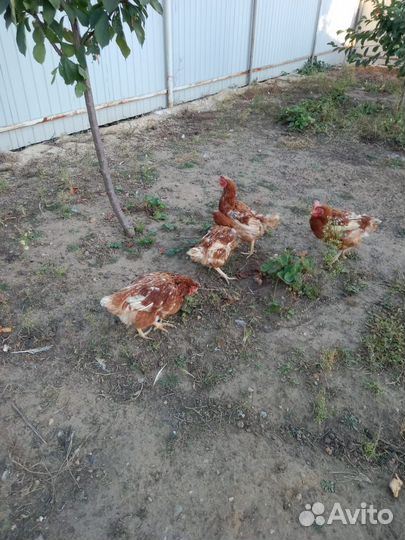 Животные куры