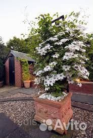 Клематис белый