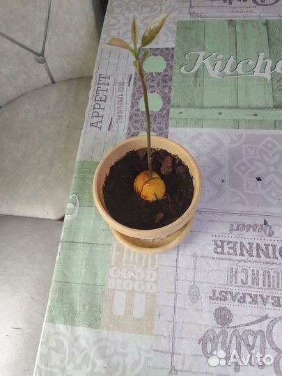 Авокадо дерево