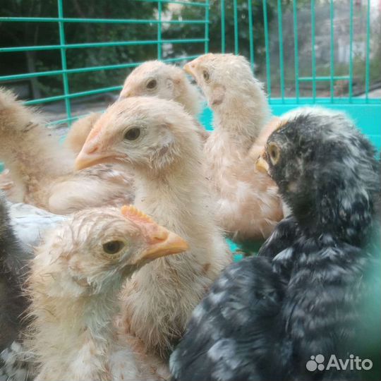 Цыплята доминант