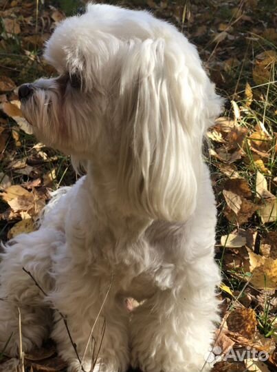 Кобель Мальтезе для вязки