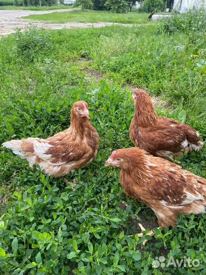 Куры несушки молодки