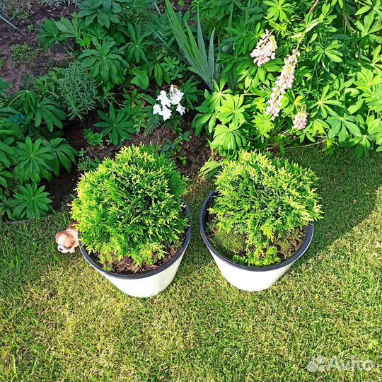 Туя западная 