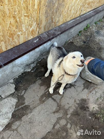 Собака хаски в добрые руки